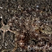 octopus_v_white_ta_hsb_r_h_0165_kom5151.jpg